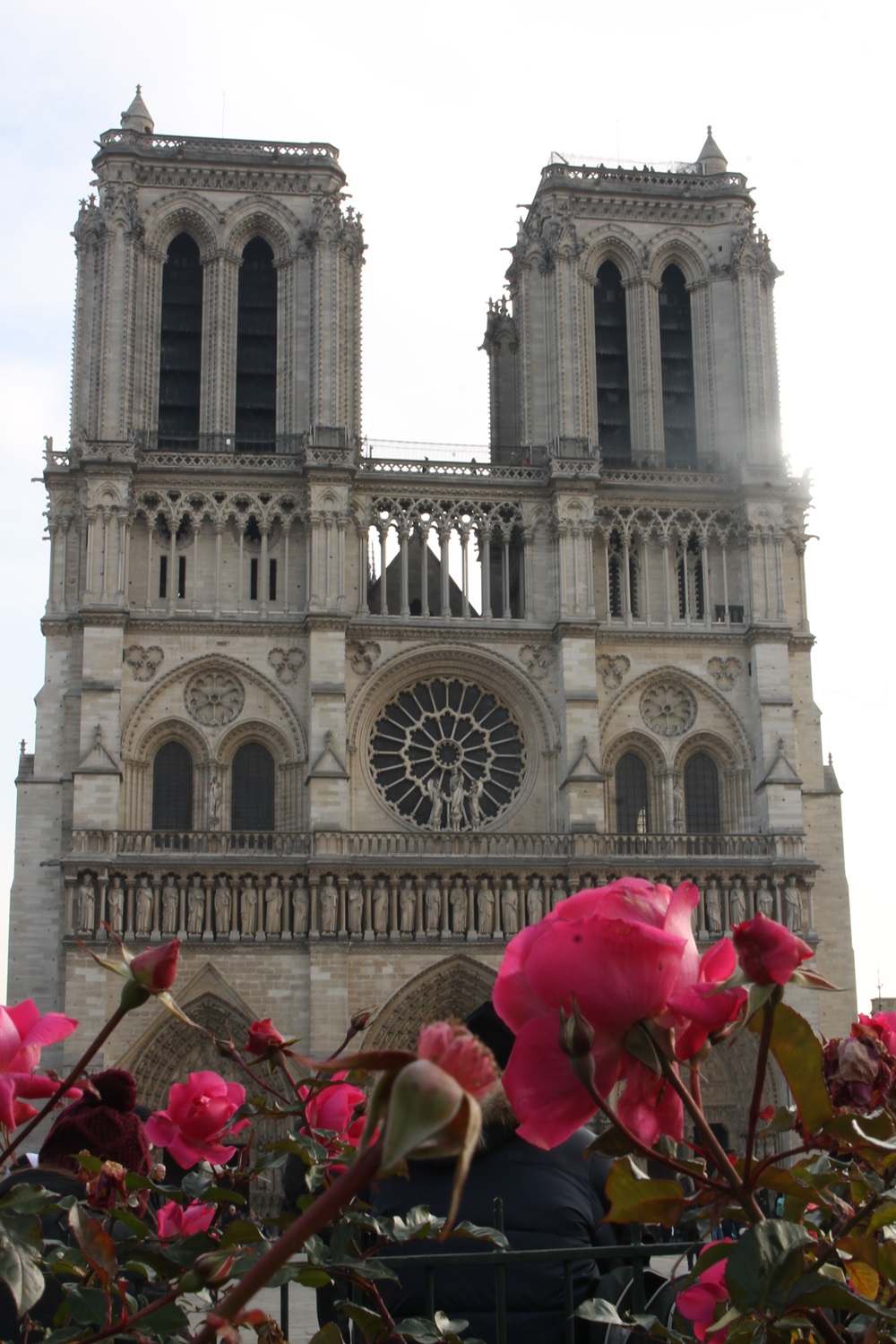 Parijs Notre Dame rozen