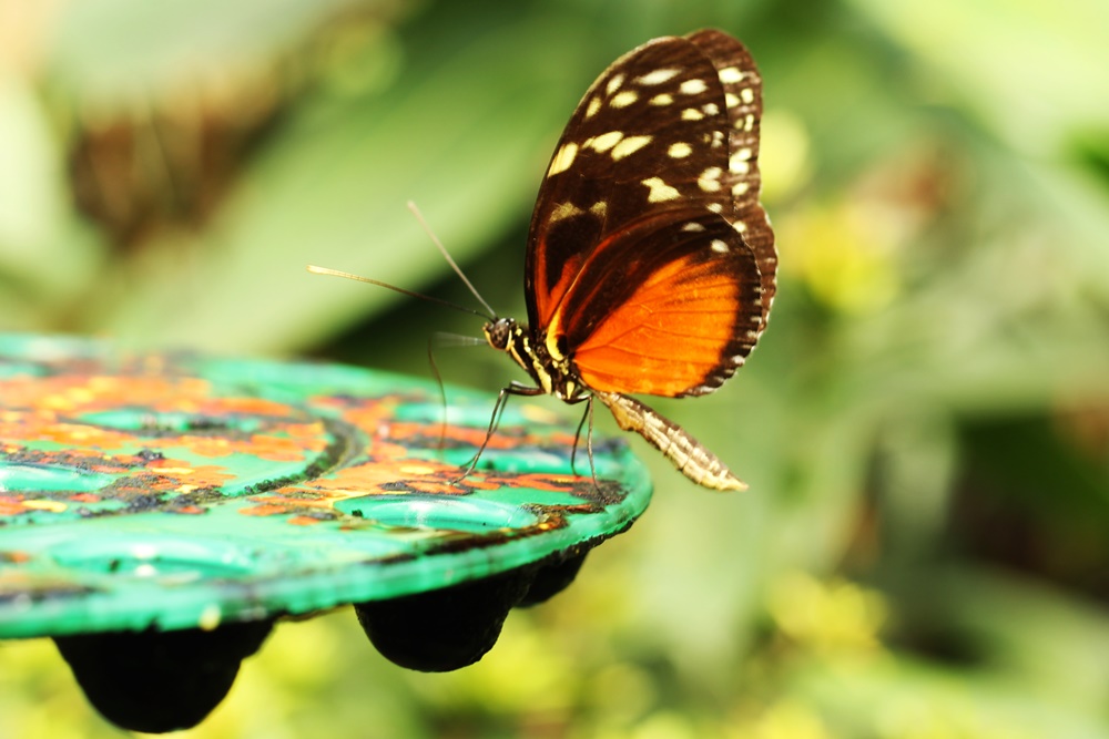 Vlinders aan de vliet vlindertuin 50 mm