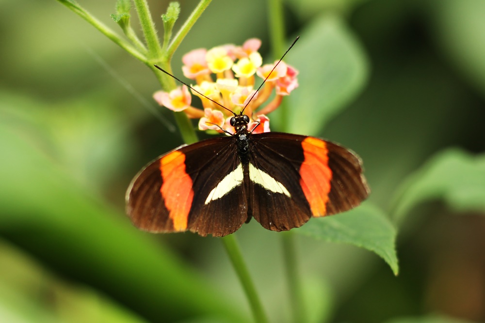 Vlinders aan de vliet vlindertuin 50 mm