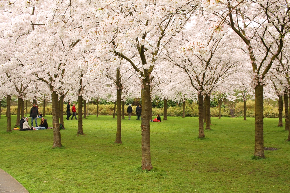 bloesempark amsterdamse bos kersenbloesem