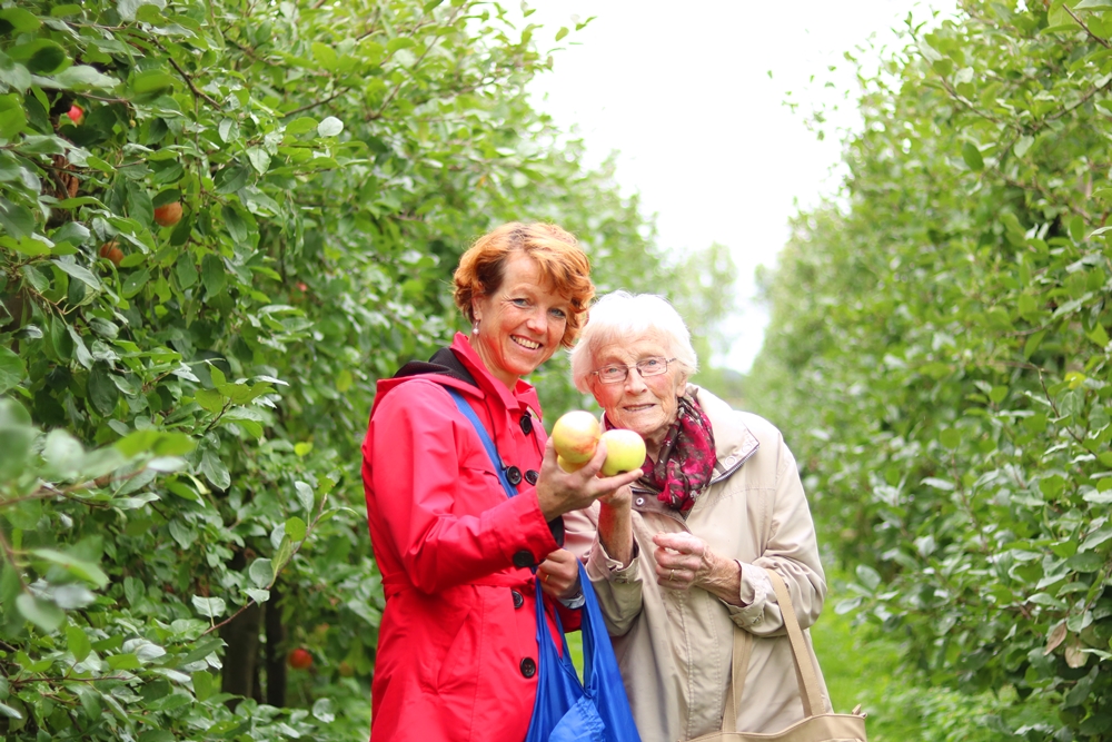 De Olmenhorst appels plukken