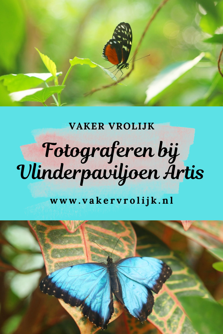 Fotograferen bij Vlinderpaviljoen Artis - Pinterest