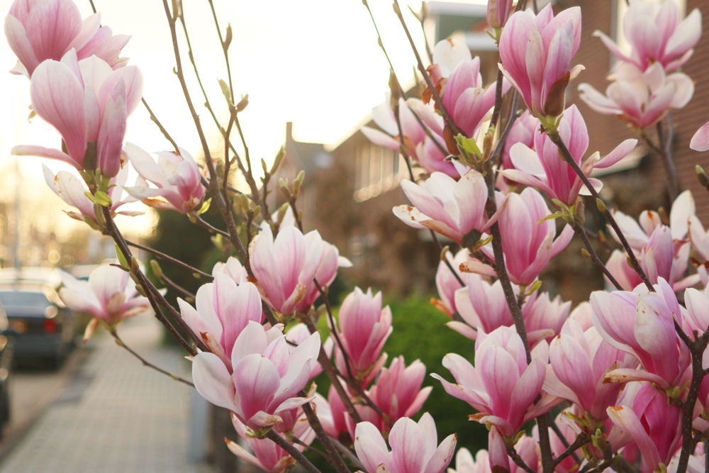 foto's magnoliaboom