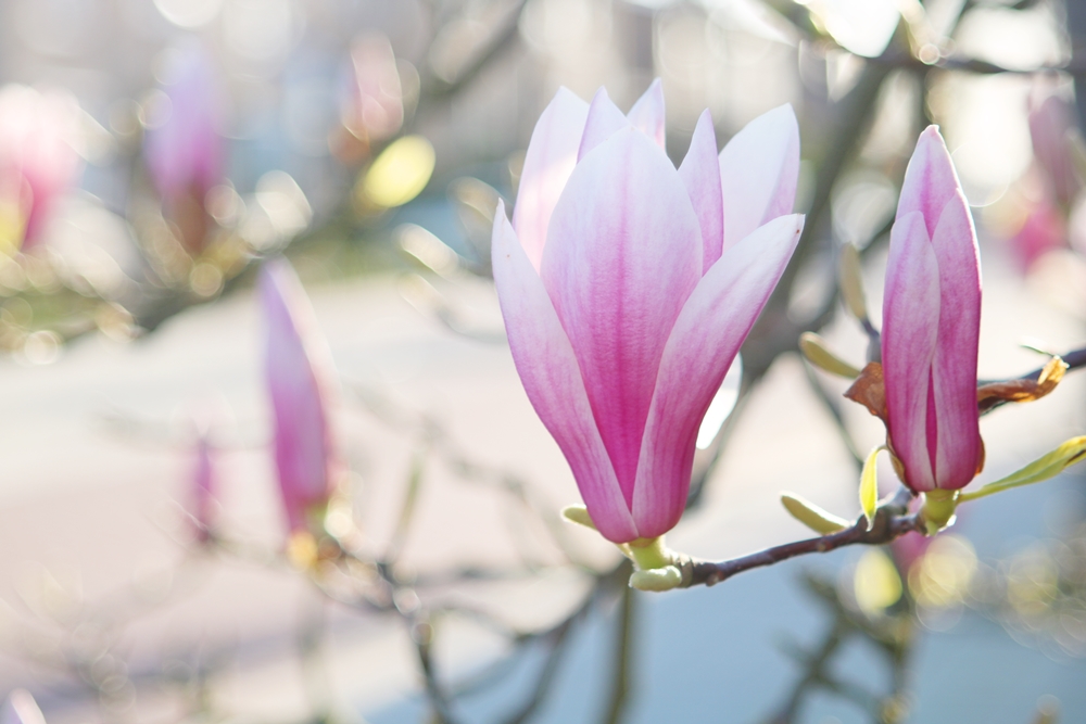 lente foto's magnoliaboom