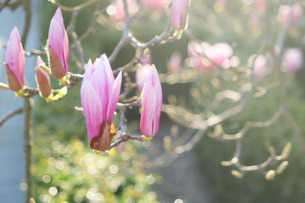 lente foto's magnoliaboom