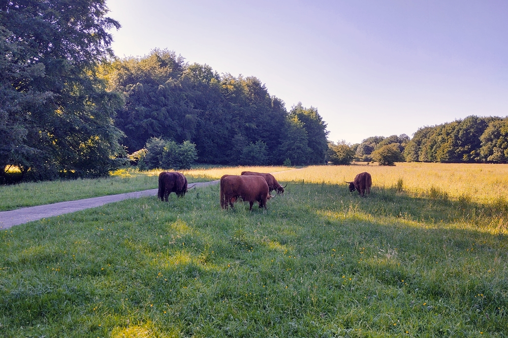 amsterdamse bos koeien