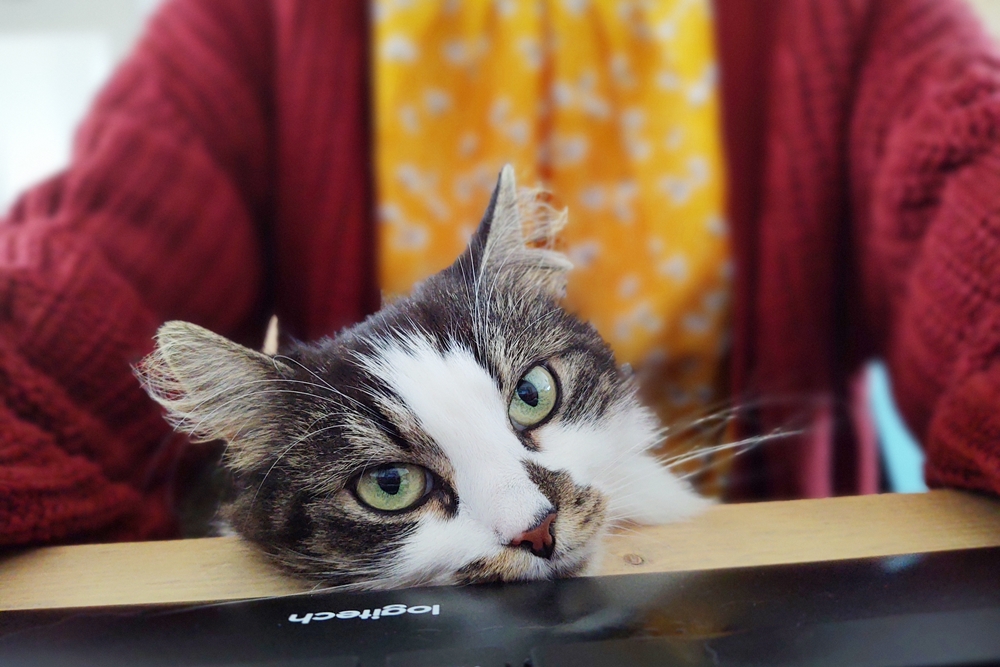 kat bij computer