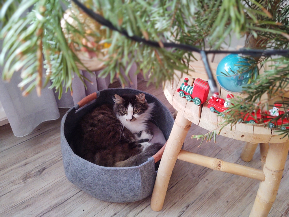 kat onder kerstboom