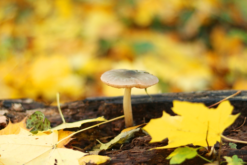 paddenstoel in herfst